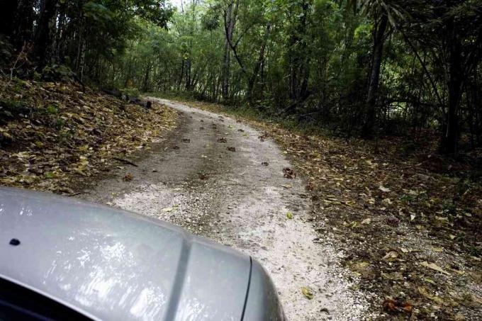 Rote Krabben auf ihrer jährlichen Wanderung