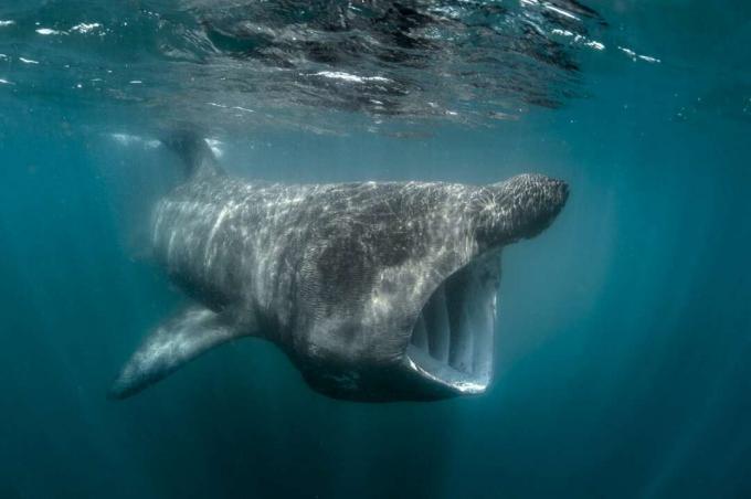 Riesenhai unter Wasser.