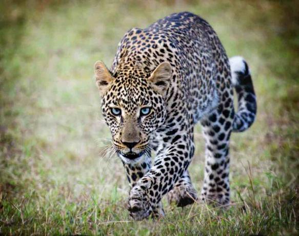 Gefleckter Leopard, der im Gras geht.