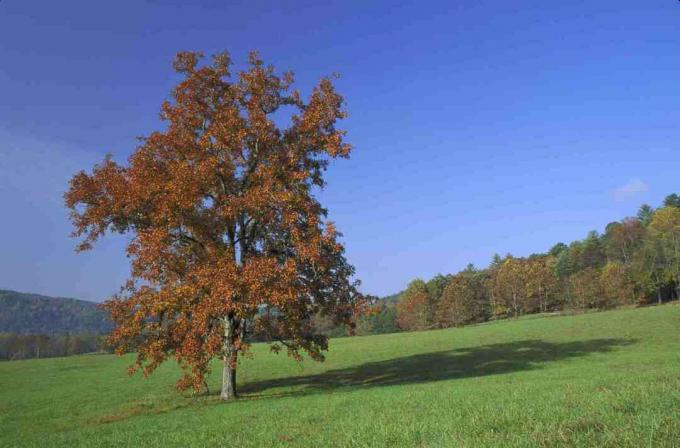 Pignut Hickory Baum