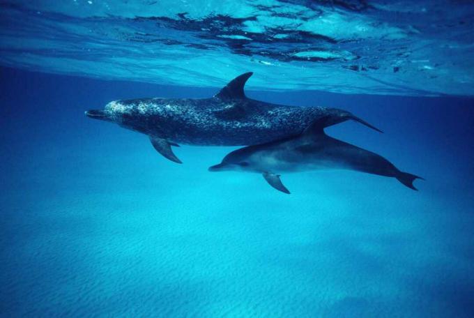 Mutter und Kalb der Atlantischen Delfine (Stenella frontalis)