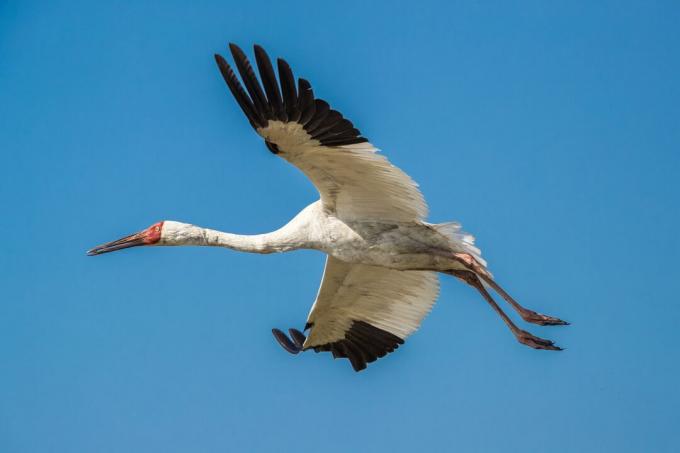 Sibirischer Kranich (Grus leucogeranus) im Flug