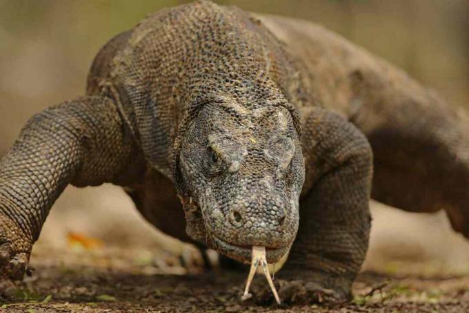 Komodo Drachenporträt Nahaufnahme - Komodo Island, Indonesien