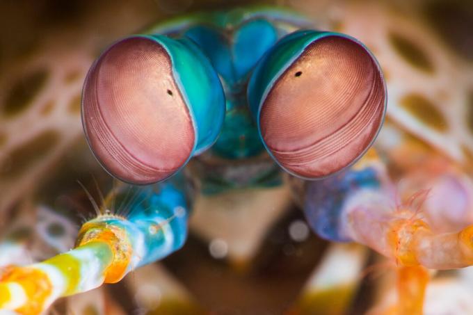 Peacock Mantis Shrimp (Odontodactylus scyllarus) Augen