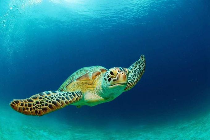 Grüne Meeresschildkröte schwimmen