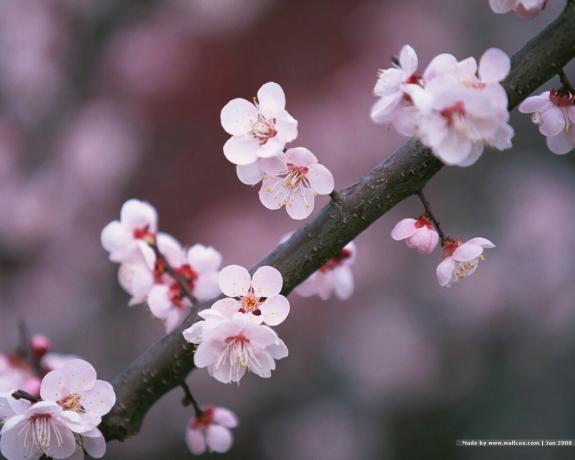 Japanische Kirschblüten auf einem Zweig