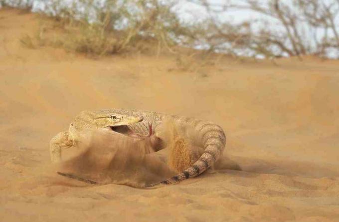 Wüstenmonitoreidechse schlägt ihren Schwanz gegen den Sand.