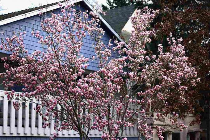 Untertassenmagnolienbaum in einem Hinterhof.