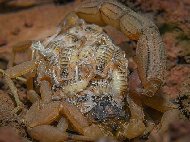 Indischer roter Skorpion mit Jungen