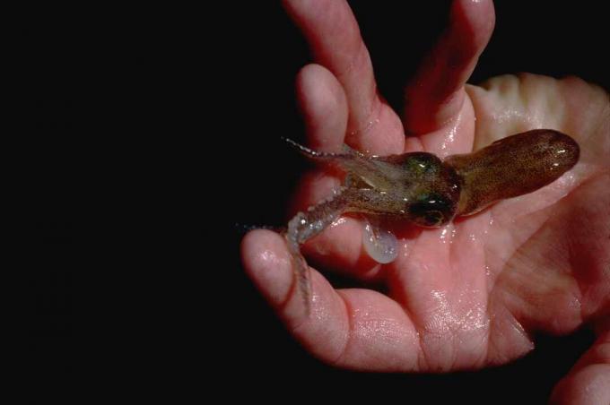 Stubby Squid (Rossia pacificia)