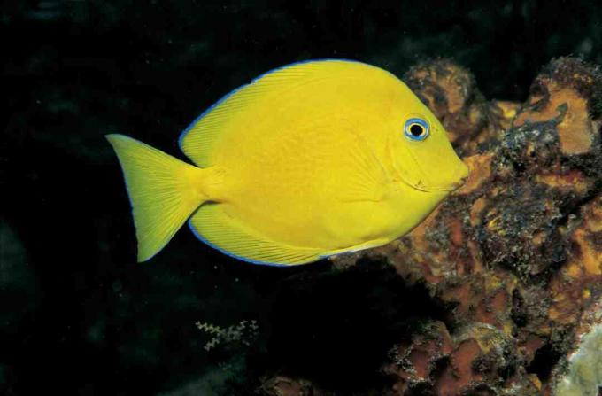 Juveniler blauer Geruch (Paracanthurus hepatus)