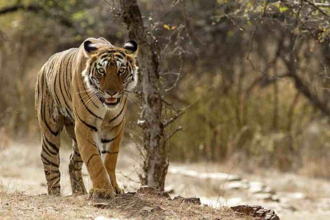 Bengal Tiger im Ranthambhore Nationalpark in Rajasthan, Indien
