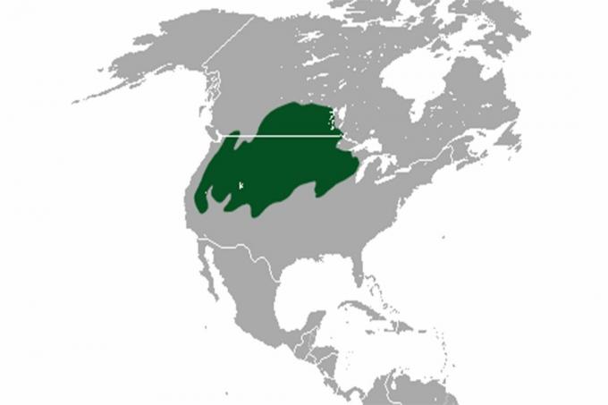 Karte der Weißschwanz-Jackrabbit-Reihe