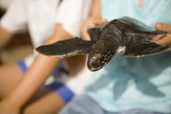 Baby Hawksbill Schildkröte nach der Rettung.