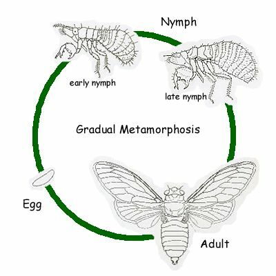 Die periodische Zikade ist hemimetabol, ein Insekt mit allmählicher Metamorphose.