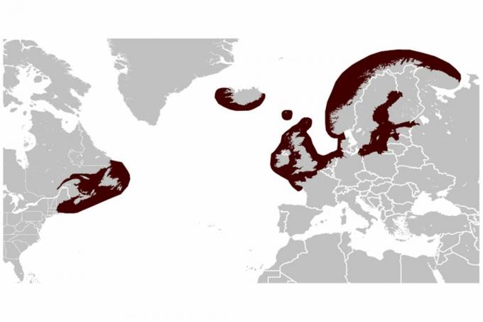 Graue Robbenverteilungskarte