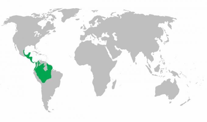 Karte der Verbreitung von Klammeraffen