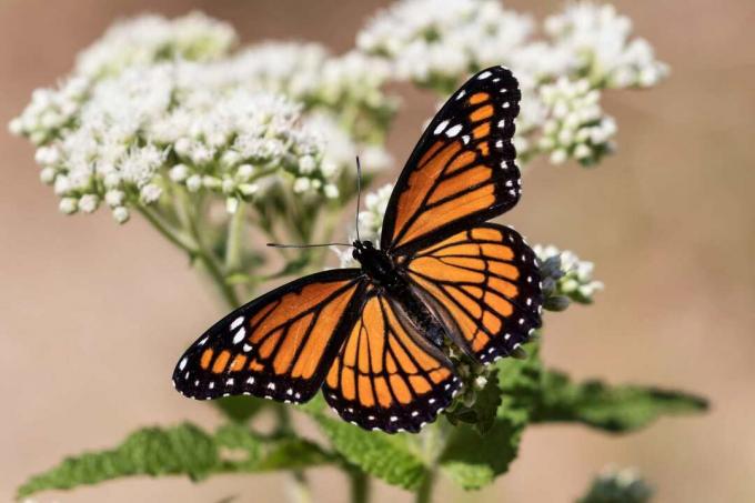 Ein Vizekönig-Schmetterling bleibt auf einer Wildblume stehen und breitet ihre Flügel aus.